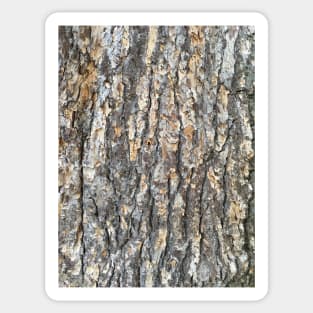 Bark - Cedar of Lebanon #1 Sticker